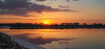 vignette-camargue