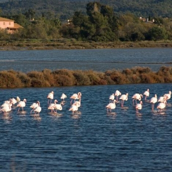 camargue environnement flamant camargue environnement flamant